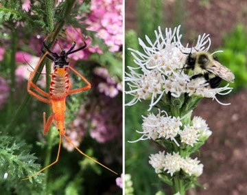 Assassin bug and bee on native plants in a community garden