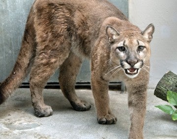Cougar in a sanctuary.
