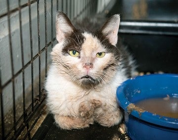 Jonas the cat found in a feces-encrusted crate.