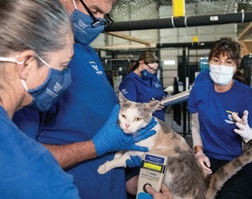 HSUS Rescue Team evaluating a cat.