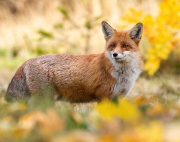 A red fox stands in a forest clearing among autumn leaves.