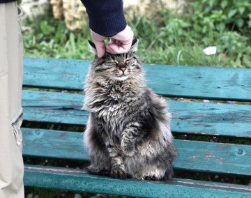 Closeup of an outdoor cat being petted by a man.