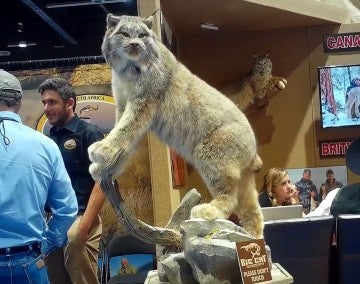 lynx taxidermy trophy on display at  Safari Club International's annual convention in Reno, Nevada