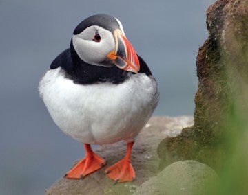 A cute puffin sitting on a rock.
