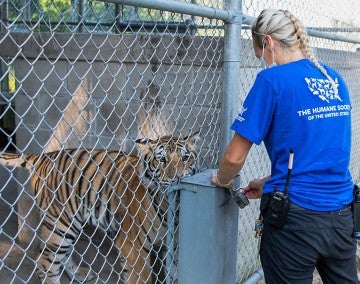 Black Beauty ranch staff takes care of India the tiger