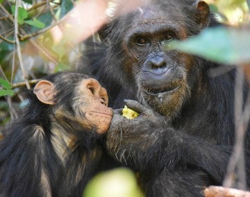 Mother and baby chimps in Gombe Stream National Park in Tanzania