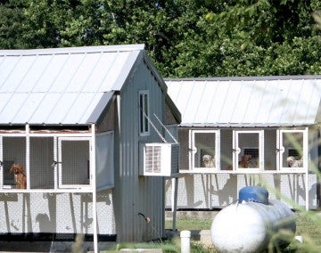 This puppy mill uses long buildings with hutches to house its dogs