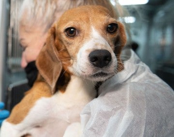 Beagle looking at camera while being carried during HSUS transport