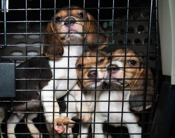 Happy beagle puppies excited during a their HSUS transport from Envigo