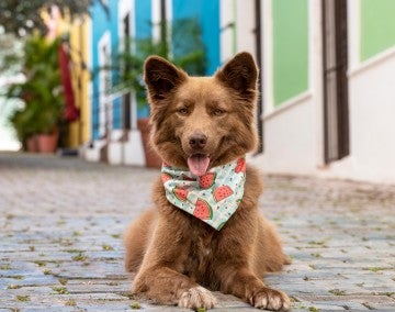 Photo of a dog wearing a watermelon bandana sitting on a street in front of colorful houses.