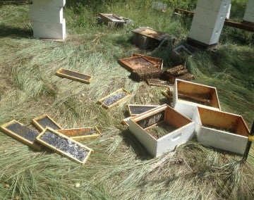 Scattered bee hives after a bear broke in to eat honey.