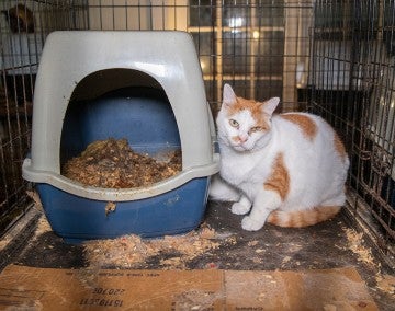 Cat in dirty cage before being rescued from an alleged cruelty situation in Crystal Springs, MS