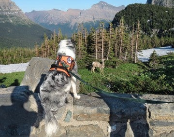 Border Collie Gracie looking at a big horn sheep.