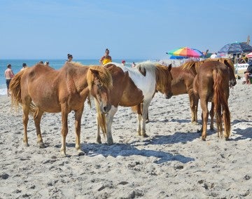 Assateague ponies waiting for food from beachgoers.