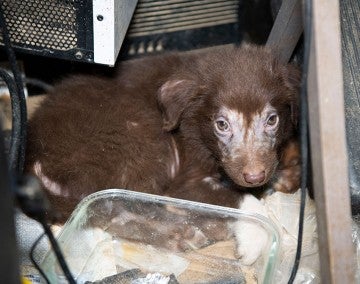 Puppy before being rescued from a large-scale alleged cruelty case at a puppy breeding operation in Hertford County, North Carolina.