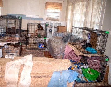 The living room of the house, filled with cages of cats.