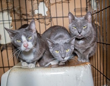 Three gray cat peer at the camera while crowded in a single cage.