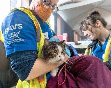 Kaotly the cat receives a medical examination from veterinarian Colleen Cassidy and veterinary assistant Sara Michelassi.