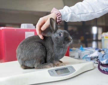 A pet rabbit receives a veterinary exam during the Quinault Nation RAVS clinic.