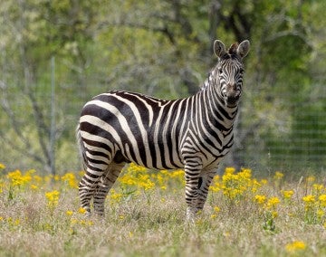 A zebra stands on a field of yellow flowers