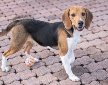 Beagle plays with staff at Adams County SPCA