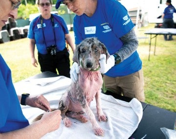 A hairless dog being examined by HSUS staff. 