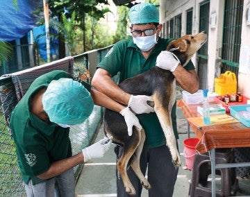 HSI staff providing a vaccine to a street dog in India