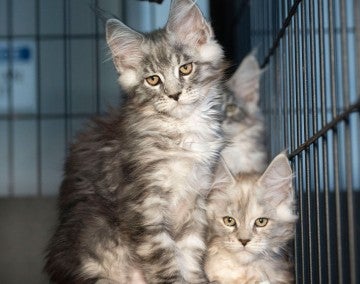 Cats rescued from Virginia breeder wait to undergo vet exam