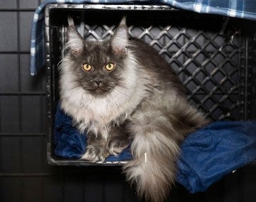 Gray cat in temporary shelter waits in cage