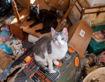 Cat with bad eye sits on trash during HSUS rescue