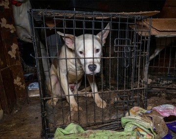 White dog hunches down in small dirty cage during HSUS rescue