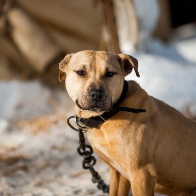 A pit bull is seen chained on the homeowner's property during a rescue in Michigan