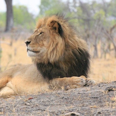 Cecil the lion, victim of trophy hunting