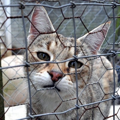 Neglected cat looking through wire cage - fight animal cruelty and stop animal abuse