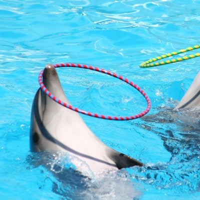 dolphins performing unnaturally in captivity