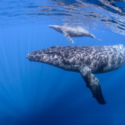 Protecting Marine Wildlife | The Humane Society of the United States