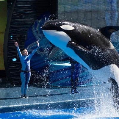 Orcas in marine mammal shows, such as Sea World, are better off in the wild