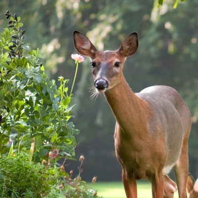 Promoting Smarter Wildlife Management | The Humane Society of the United  States