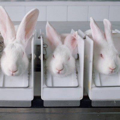 Rabbits in stocks being tested on for cosmetics