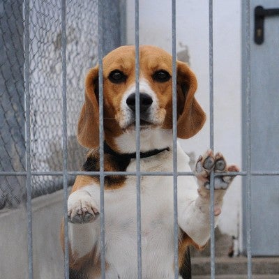 beagle in cage