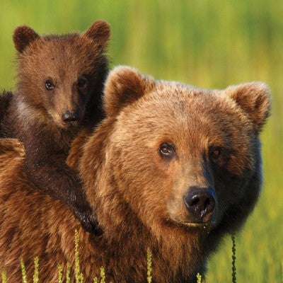 Brown bear with cub on her back in a field of green grass