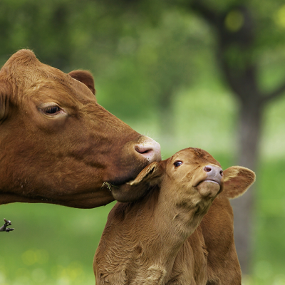 mother cow and calf