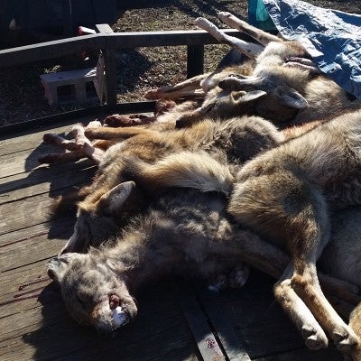 coyote killing contests