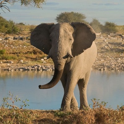 Elephant in Namibia, Africa