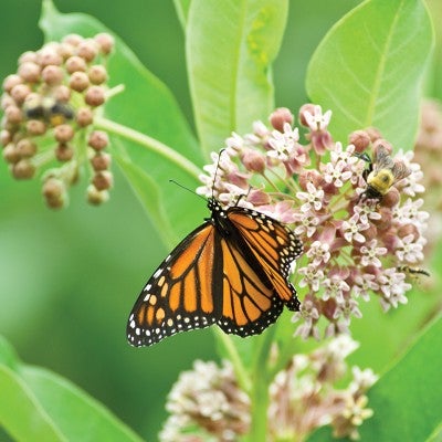 Monarch butterfly in flowers