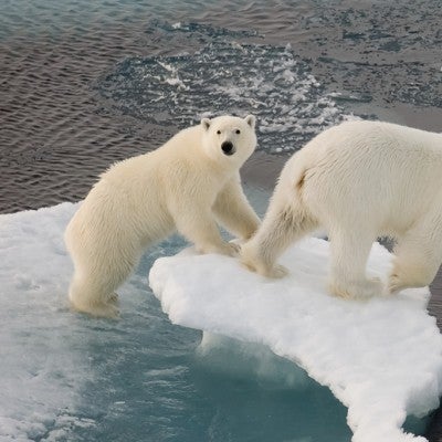 polar bears walking along ice floe