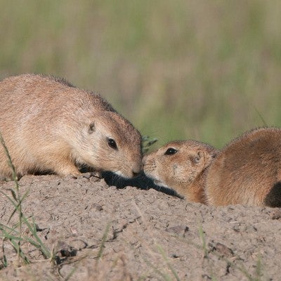 Prairie Dogs | The Humane Society of the United States