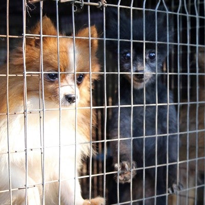 Dogs in wire cages at a suspected puppy mill.
