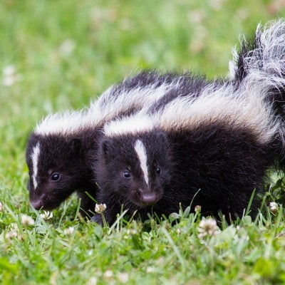 Skunks | The Humane Society of the United States