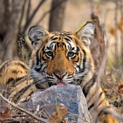Adult male tiger in Ranthambhore